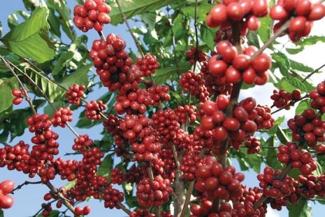 Lavouras de café iniciam a floração Lavouras de café iniciam a floração