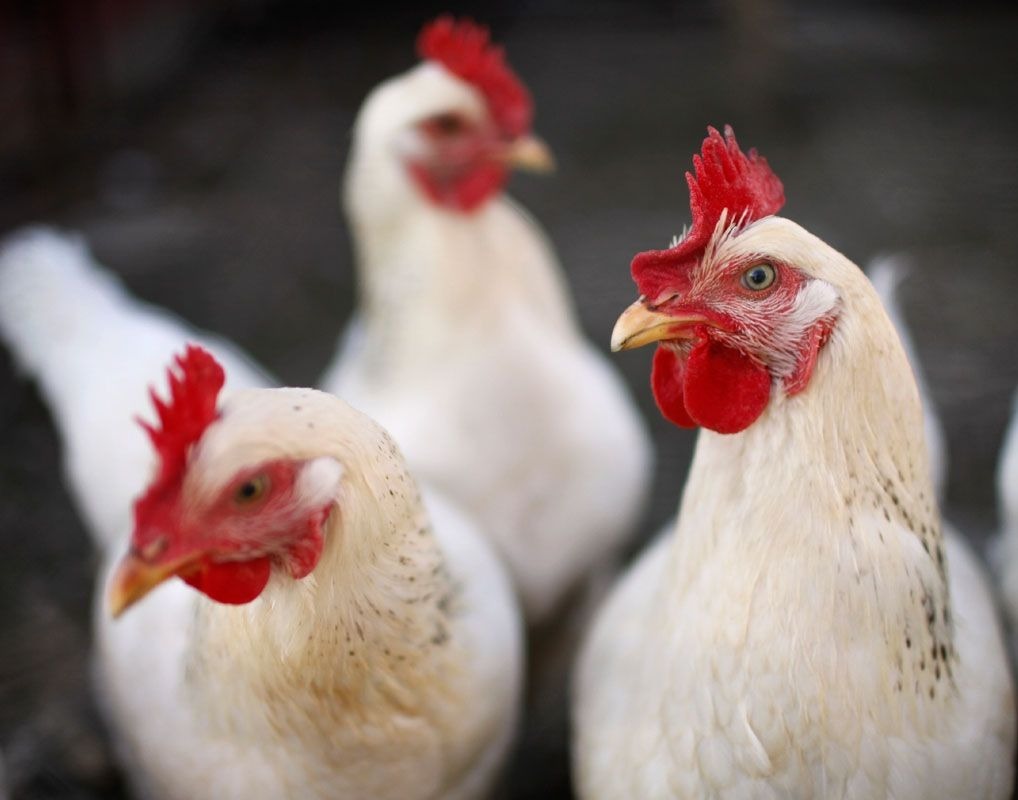 Frango Vivo: cotações continuam estáveis nesta quarta (29) Frango Vivo: cotações continuam estáveis nesta quarta (29)
