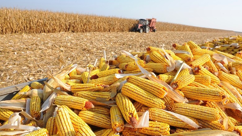 Plantio do milho atinge cerca de 40% na região de Ijuí (RS) Plantio do milho atinge cerca de 40% na região de Ijuí (RS)