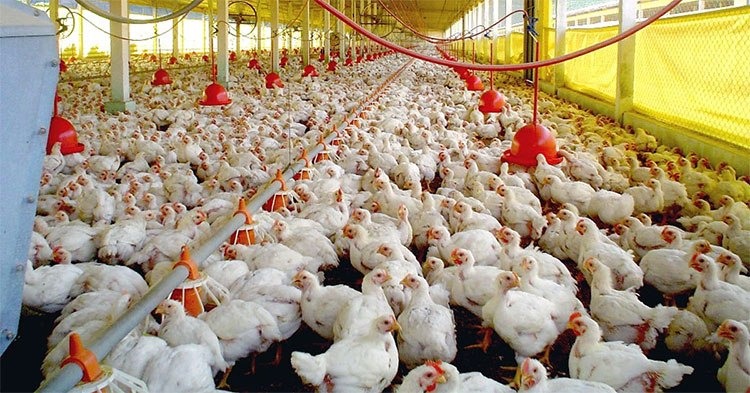 Frango Vivo: segunda quinzena não deve afetar cotações Frango Vivo: segunda quinzena não deve afetar cotações