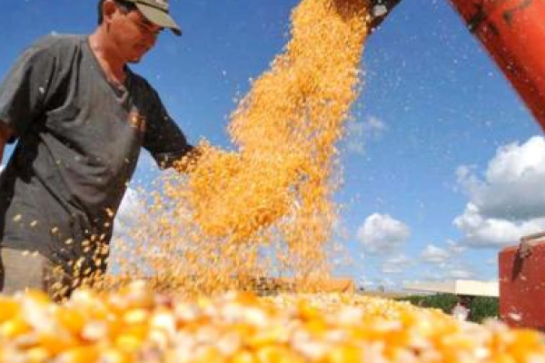 Governo autoriza compra de 3 milhões de toneladas de milho O lançamento dos contratos de opção e a termo para a compra do cereal deve ocorrer nos próximos dias