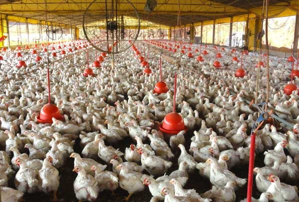 Frango Vivo: exportações ultrapassam marca de 20 mi t/dia Frango Vivo: exportações ultrapassam marca de 20 mi t/dia