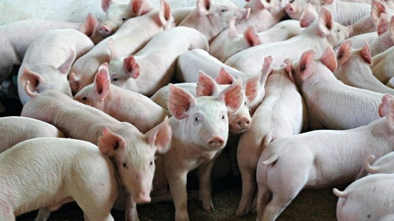 Suíno Vivo: após altas, cotações estão estáveis nesta quarta (19) Suíno Vivo: após altas, cotações estão estáveis nesta quarta (19)