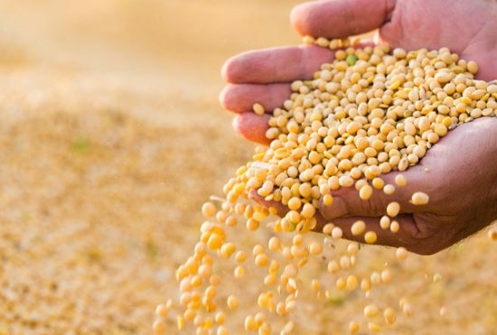 Plantio de soja no Brasil vai a 4,6% da área, ainda puxado por PR, diz AgRural Plantio de soja no Brasil vai a 4,6% da área, ainda puxado por PR, diz AgRural