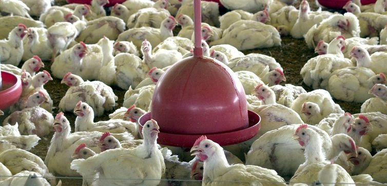 MS não está na relação de estados com frigoríficos habilitados para exportarem carne de frango para o México MS não está na relação de estados com frigoríficos habilitados para exportarem carne de frango para o México