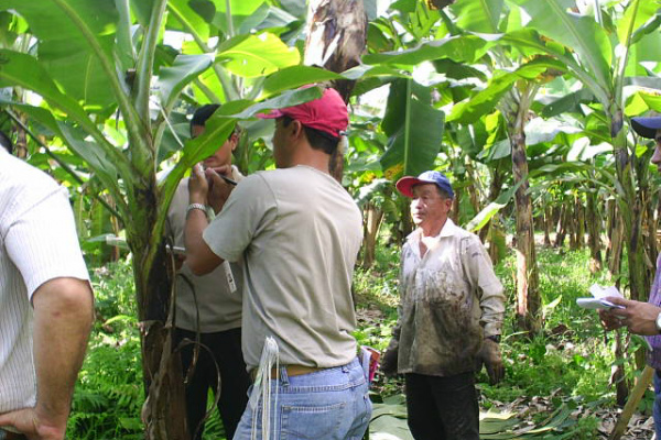 Anaurilândia, Bataguassú, Batayporã, Nova Andradina e Taquarussú foram autorizados a comercializar banana