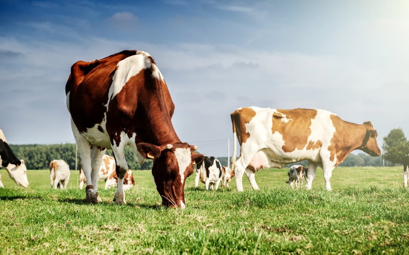 Valor da Produção Agropecuária é de R$ 578,2 bilhões
