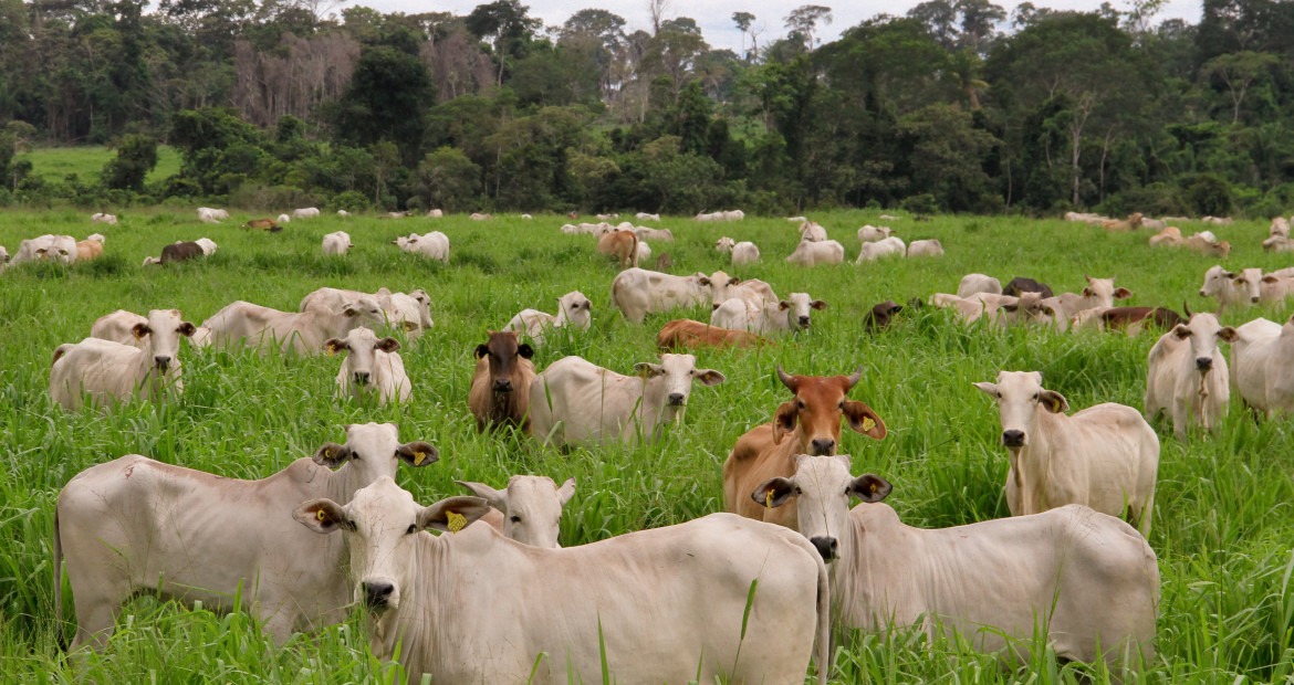Ciência brasileira decifra genes da qualidade da carne