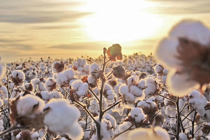 Exportação de algodão do Brasil à China deve crescer com guerra comercial, diz USDA Exportação de algodão do Brasil à China deve crescer com guerra comercial, diz USDA