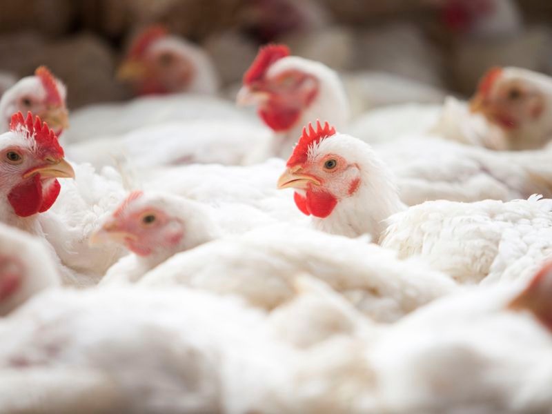 Alta do frango no atacado em São Paulo Alta do frango no atacado em São Paulo