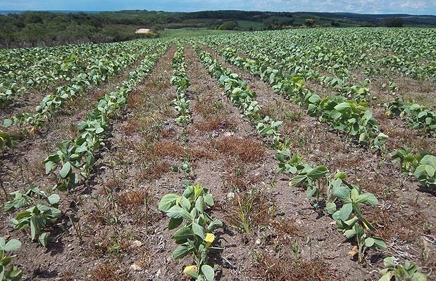 Estiagem ocorre em fase crítica da soja no Sul do MS Estiagem ocorre em fase crítica da soja no Sul do MS