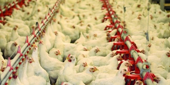 Frango Vivo: cotações continuam estáveis nas principais praças nesta terça (18) Frango Vivo: cotações continuam estáveis nas principais praças nesta terça (18)