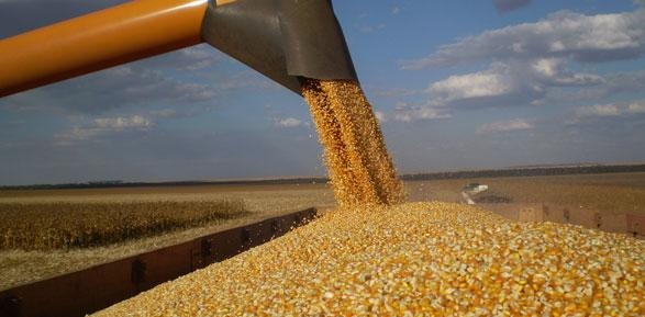 Com preços mais atrativos, safra 2017/18 de milho já está 91,71% comercializada no MT Com preços mais atrativos, safra 2017/18 de milho já está 91,71% comercializada no MT