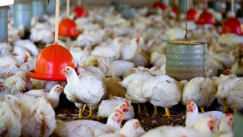 CNA e representantes da indústria discutem remuneração de produtores aves e suínos CNA e representantes da indústria discutem remuneração de produtores aves e suínos