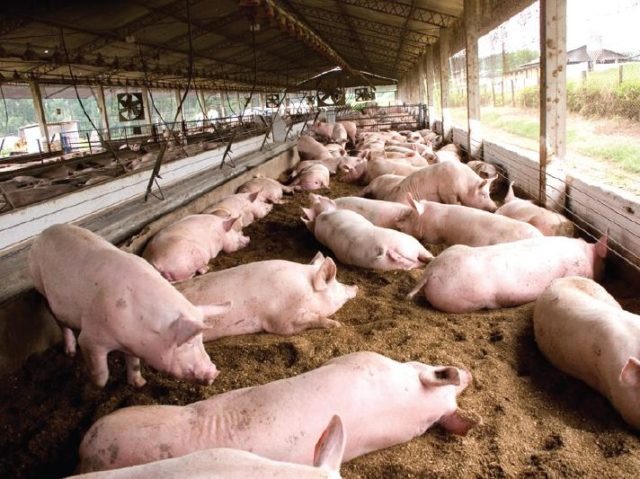 Suínos: Preços do vivo e da carne seguem em queda no mercado interno
