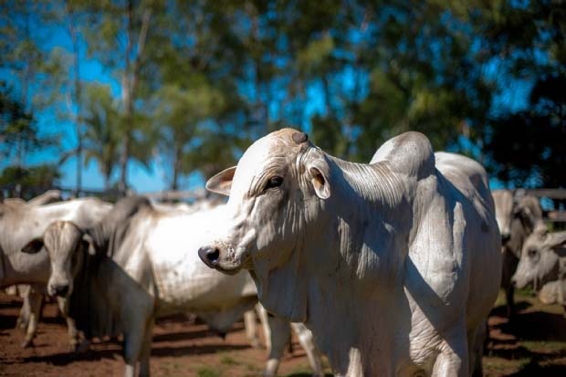 Mapa confirma ocorrência de caso atípico de EEB (vaca louca) no Mato Grosso Mapa confirma ocorrência de caso atípico de EEB (vaca louca) no Mato Grosso