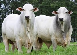 Boi travou nesta 6ª (31), com indústrias especulando com 'vaca louca' e produtores testando o clima Boi travou nesta 6ª (31), com indústrias especulando com 'vaca louca' e produtores testando o clima