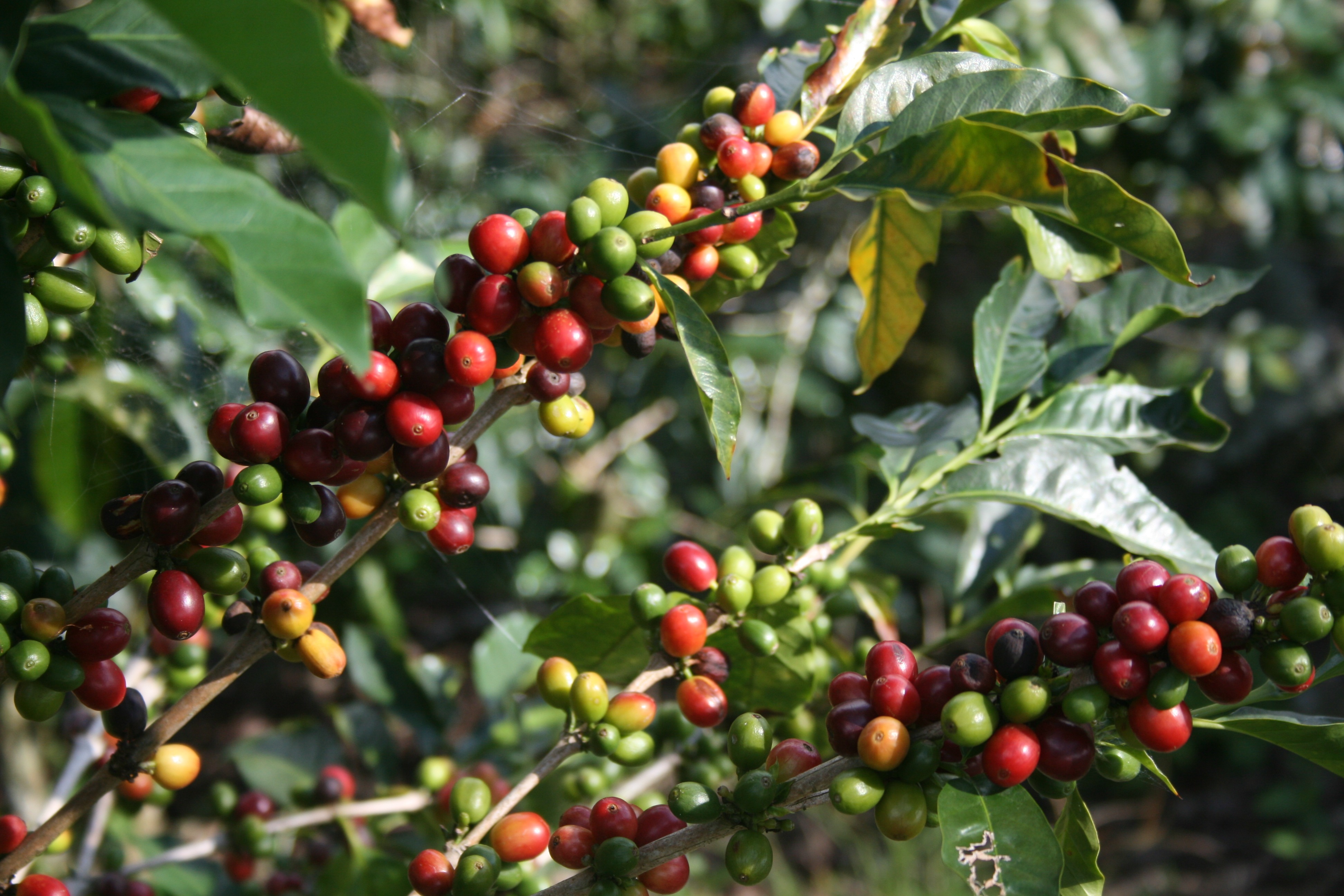 Café: Exportação mundial sobe 9,5% em julho e vai a 11,34 milhões de sacas Café: Exportação mundial sobe 9,5% em julho e vai a 11,34 milhões de sacas