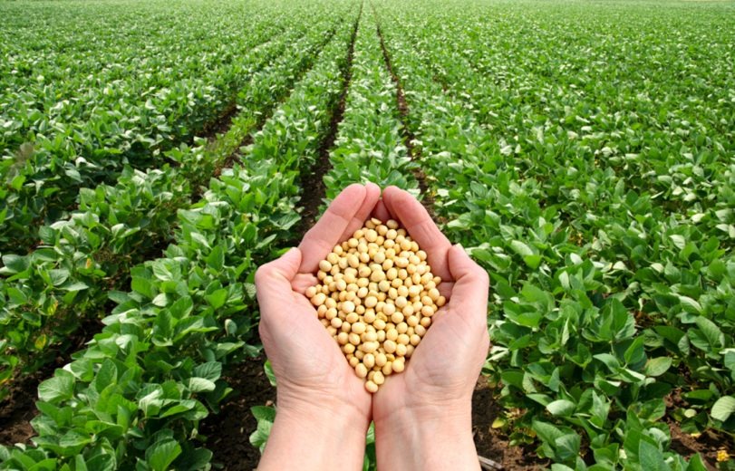 RECORDE Brasil deve ultrapassar EUA como maior produtor de soja do mundo