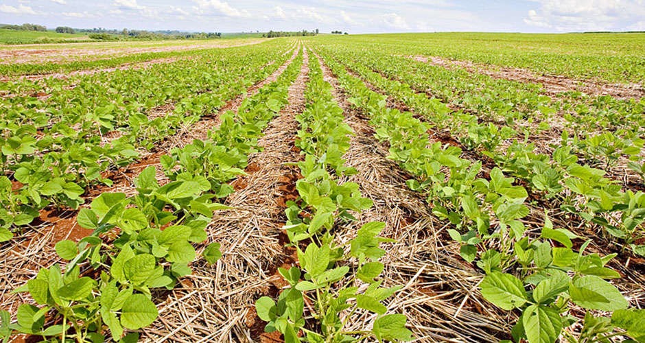IBGE confirma: MS foi único estado produtor a aumentar área plantada em 2018 IBGE confirma: MS foi único estado produtor a aumentar área plantada em 2018