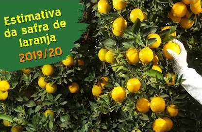 Safra 2019/20 de laranja será de 388,42 mi de caixas, aponta 2º levantamento PES