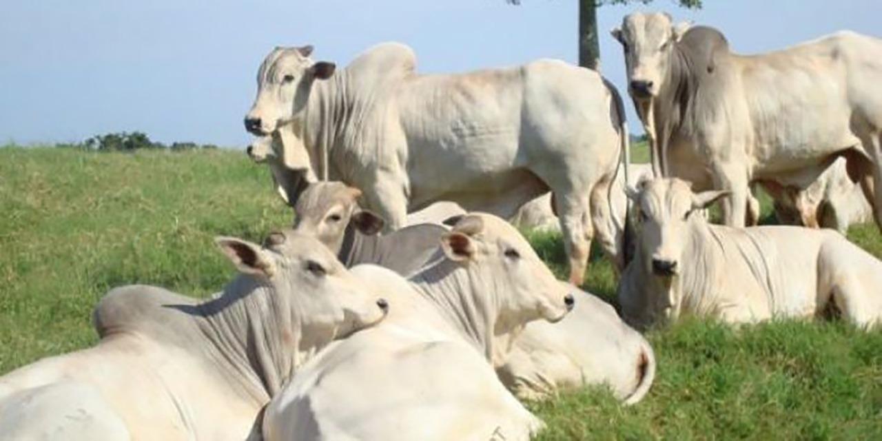 Preços do boi gordo em alta em Dourados-MS Preços do boi gordo em alta em Dourados-MS