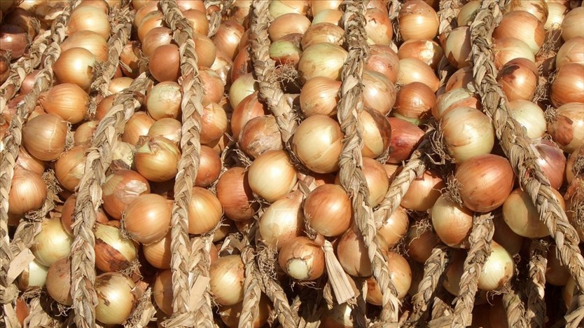 Cebola: Importadas pressionam preços no atacado Cebola: Importadas pressionam preços no atacado
