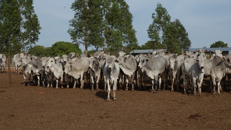 Oferta de animais para abate deve registrar um incremento devido aos confinamentos mais atrativos, aponta Rabobank Oferta de animais para abate deve registrar um incremento devido aos confinamentos mais atrativos, aponta Rabobank