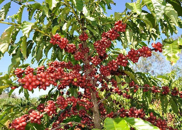 Mais de 4 milhões para o melhoramento genético do café foram aprovados pelo Conselho de Desenvolvimento em Rondônia Mais de 4 milhões para o melhoramento genético do café foram aprovados pelo Conselho de Desenvolvimento em Rondônia