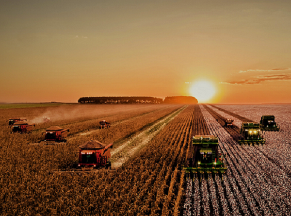 Preço subindo influenciará área de plantio Preço subindo influenciará área de plantio