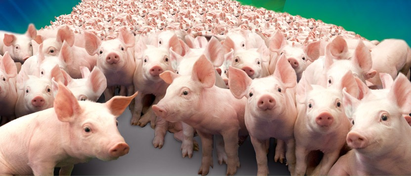 Rebanho suíno totalizou 41,4 milhões de animais em 2018, revela IBGE Rebanho suíno totalizou 41,4 milhões de animais em 2018, revela IBGE