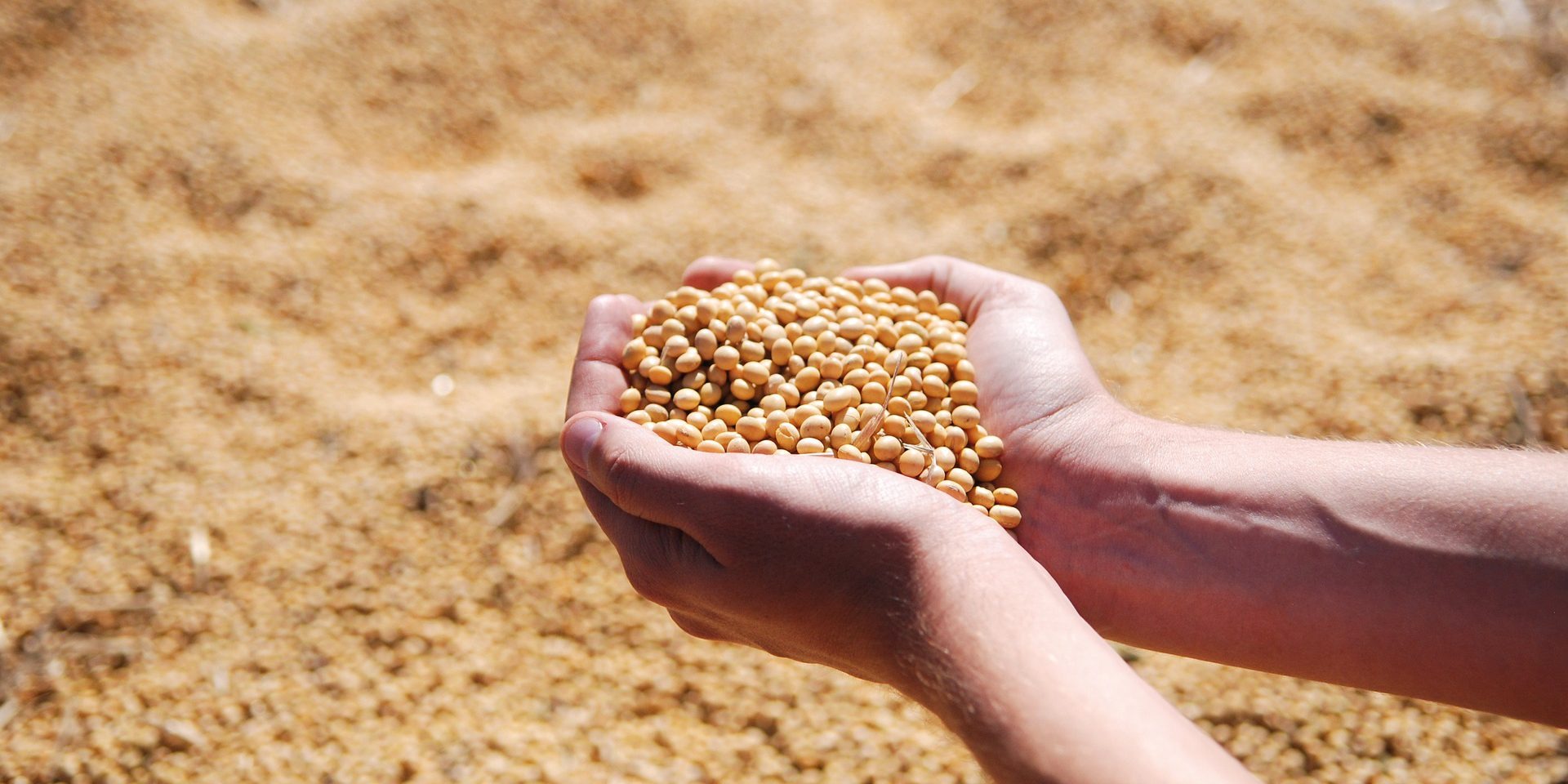 Autoridade agrícola chinesa vê "bom resultado" em negociação comercial Autoridade agrícola chinesa vê "bom resultado" em negociação comercial