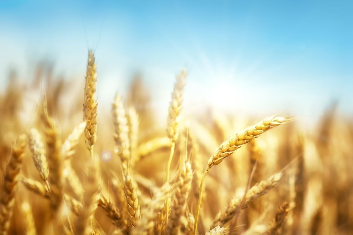 Brasil planeja implementar cota de trigo ainda este ano