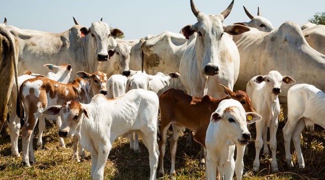 Boi: Bezerro, arroba e carne seguem em valorização Boi: Bezerro, arroba e carne seguem em valorização