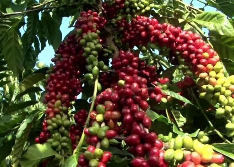 Café: Bolsa de NY registra leves altas na tarde desta 2ª feira