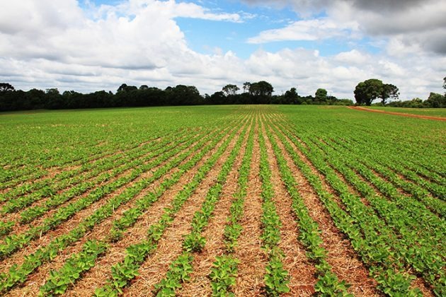 46% da área no Brasil está semeada na safra 2019/20, diz AgRural 46% da área no Brasil está semeada na safra 2019/20, diz AgRural