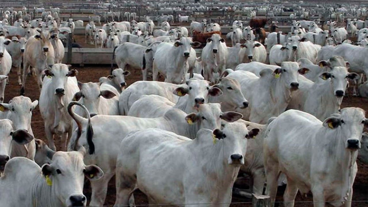 Com possibilidade de novas altas para a arroba, pecuaristas devem aproveitar o momento Com possibilidade de novas altas para a arroba, pecuaristas devem aproveitar o momento