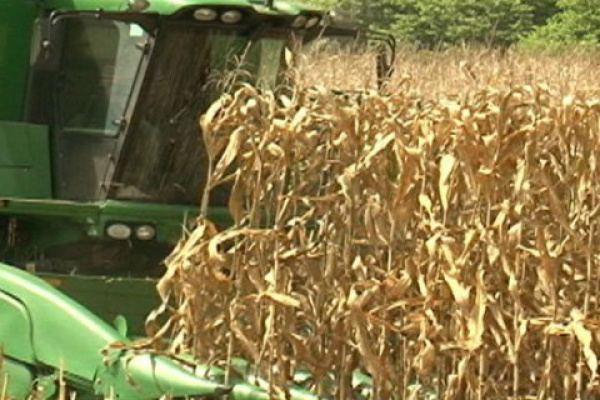 A circular aponta ainda que os produtores que iniciarem a colheita mais cedo deverão ter uma produtividade melhor.Foto; Divulgação