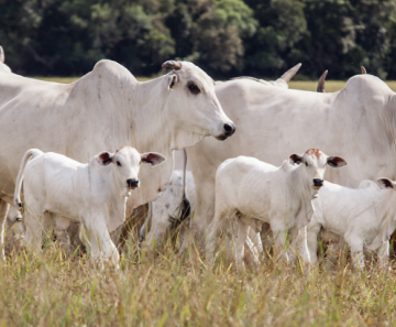 Cotação do bezerro em alta no Paraná Cotação do bezerro em alta no Paraná