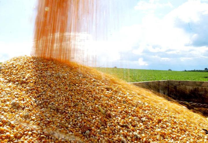 Escassez de milho em 2020 vai atrapalhar crescimento do agronegócio de SC Escassez de milho em 2020 vai atrapalhar crescimento do agronegócio de SC