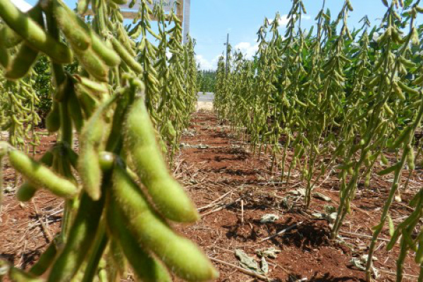 Bom manejo e adubação adequados garantem qualidade da soja Aspectos de fertilidade, adubação e manejo de solo são alguns dos assuntos que fomentam a discussão entre os produtores rurais do Estado.Foto: Divulgação