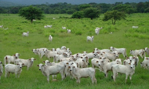 Preço do bezerro subiu em Mato Grosso do Sul