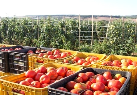 Tomate: Lavouras de Caçador (SC) estão sadias e produtivas