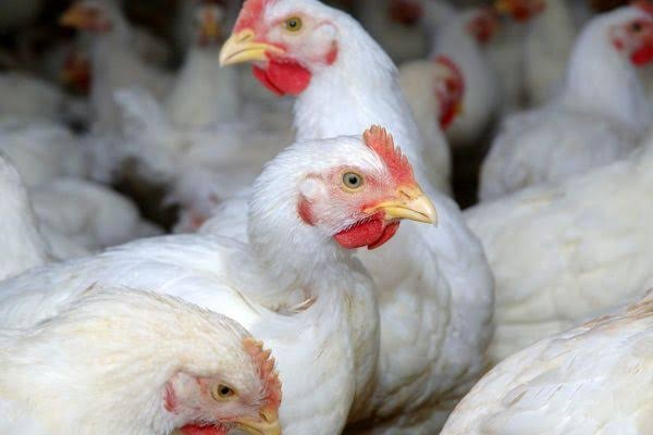 Frango: cotações positivas motivadas pela proximidade do retorno das aulas, alta do dólar, do boi e entrada de salários Frango: cotações positivas motivadas pela proximidade do retorno das aulas, alta do dólar, do boi e entrada de salários