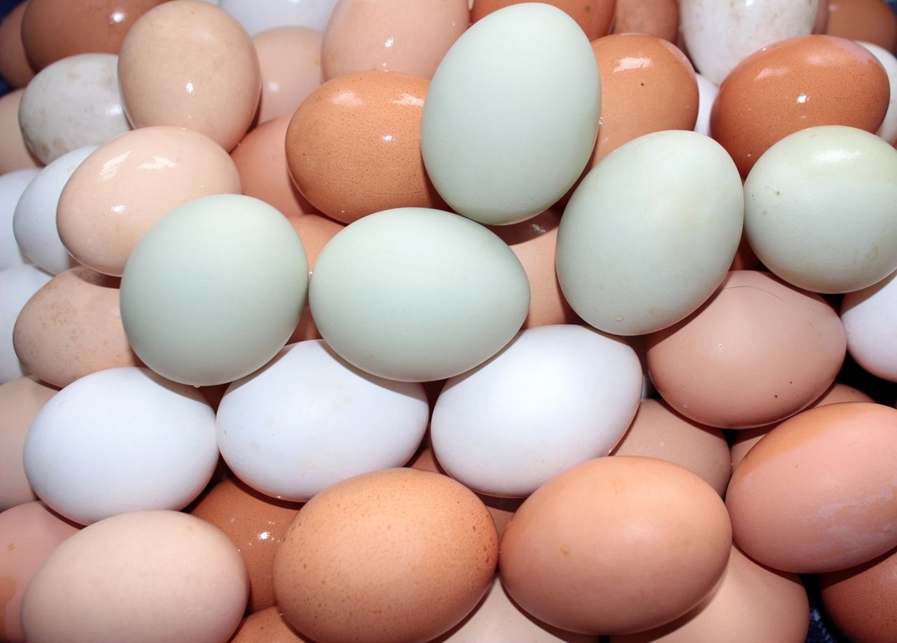 Produção de ovos sobe 4,3% no 4º tri de 2019 ante 4º tri de 2018, diz IBGE