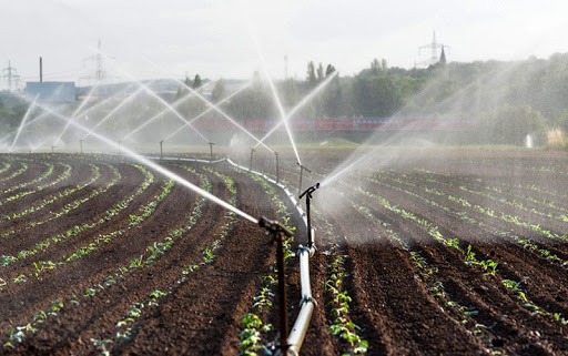 Irrigação do arroz por aspersão reduz uso de água e custos por hectare Irrigação do arroz por aspersão reduz uso de água e custos por hectare