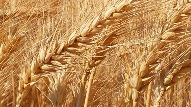 Trigo: relação estoque/consumo no mundo está em 22% (sem contabilizar China), índice abaixo do considerado seguro Trigo: relação estoque/consumo no mundo está em 22% (sem contabilizar China), índice abaixo do considerado seguro