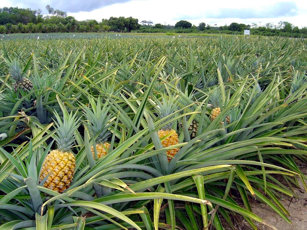Estudo da Conab mostra potencial do abacaxi no Brasil e exterior