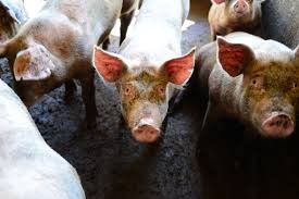 Suíno: animal vivo em período de sucessivas valorizações Suíno: animal vivo em período de sucessivas valorizações