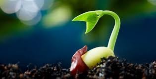 Bactérias que barateiam produção de feijão são alternativa ecológica